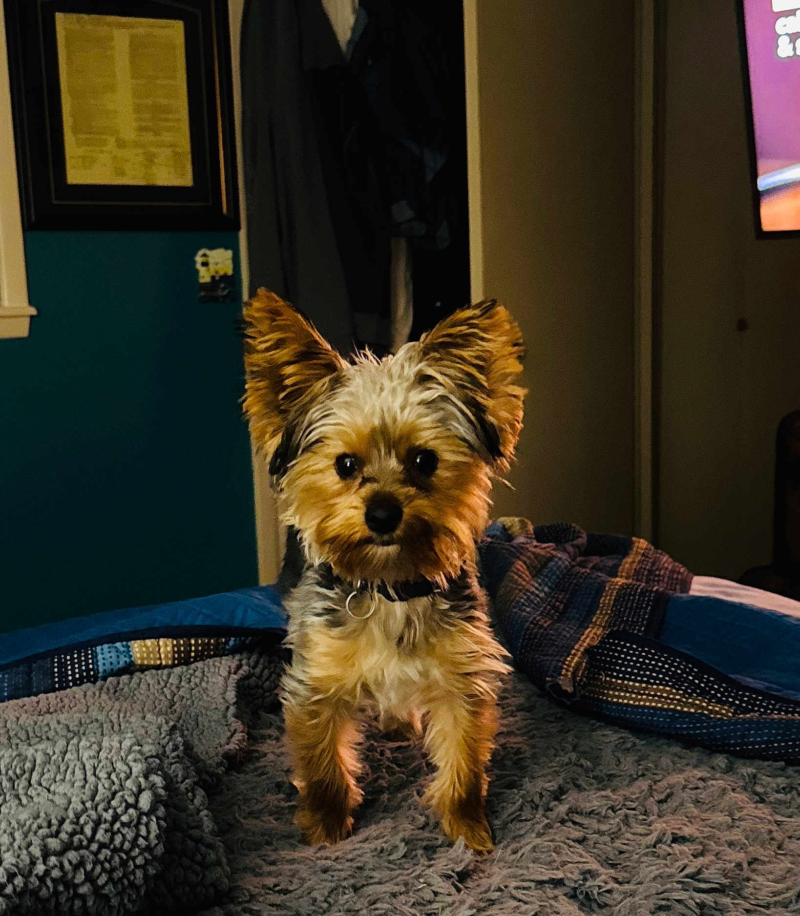 Murphy