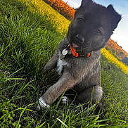 Aria participe au concours pour gagner de l'argent avec cette photo : puppy, dog, grass, outdoor, nature, collar, pet, cute, animal, field, sky, sunlight, playful, young, fur, ears, tongue, greenery, summer, closeup