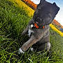 puppy, dog, grass, outdoor, nature, collar, pet, cute, animal, field, sky, sunlight, playful, young, fur, ears, tongue, greenery, summer, closeup