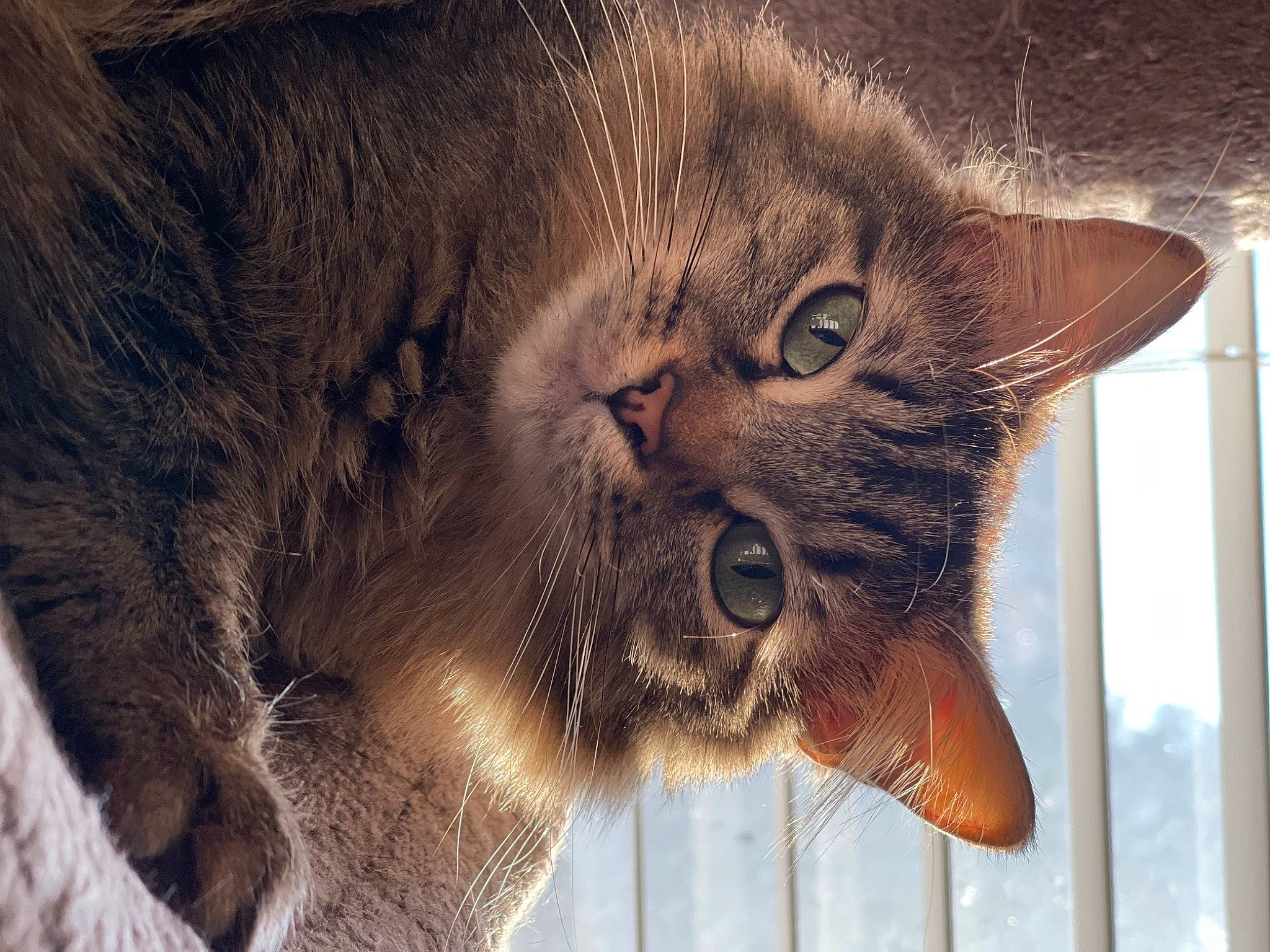 Bitsy is registered to the contest to win money with this photo: carnivore, cat, claw, domestic_short_haired_cat, ear, fang, felidae, fence, fur, gesture, mammal, paw, photo_caption, small_to_medium_sized_cats, snout, tail, terrestrial_animal, vertebrate, whiskers, wildlife