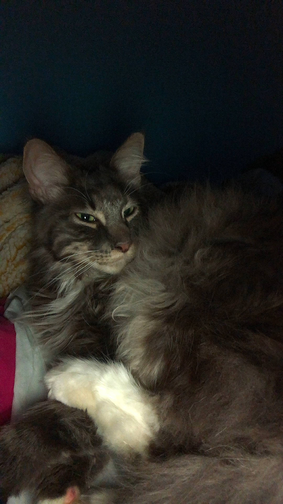 Randy participe au concours pour gagner de l'argent avec cette photo : carnivore, cat, claw, comfort, darkness, felidae, fur, maine_coon, paw, small_to_medium_sized_cats, snout, tail, terrestrial_animal, whiskers