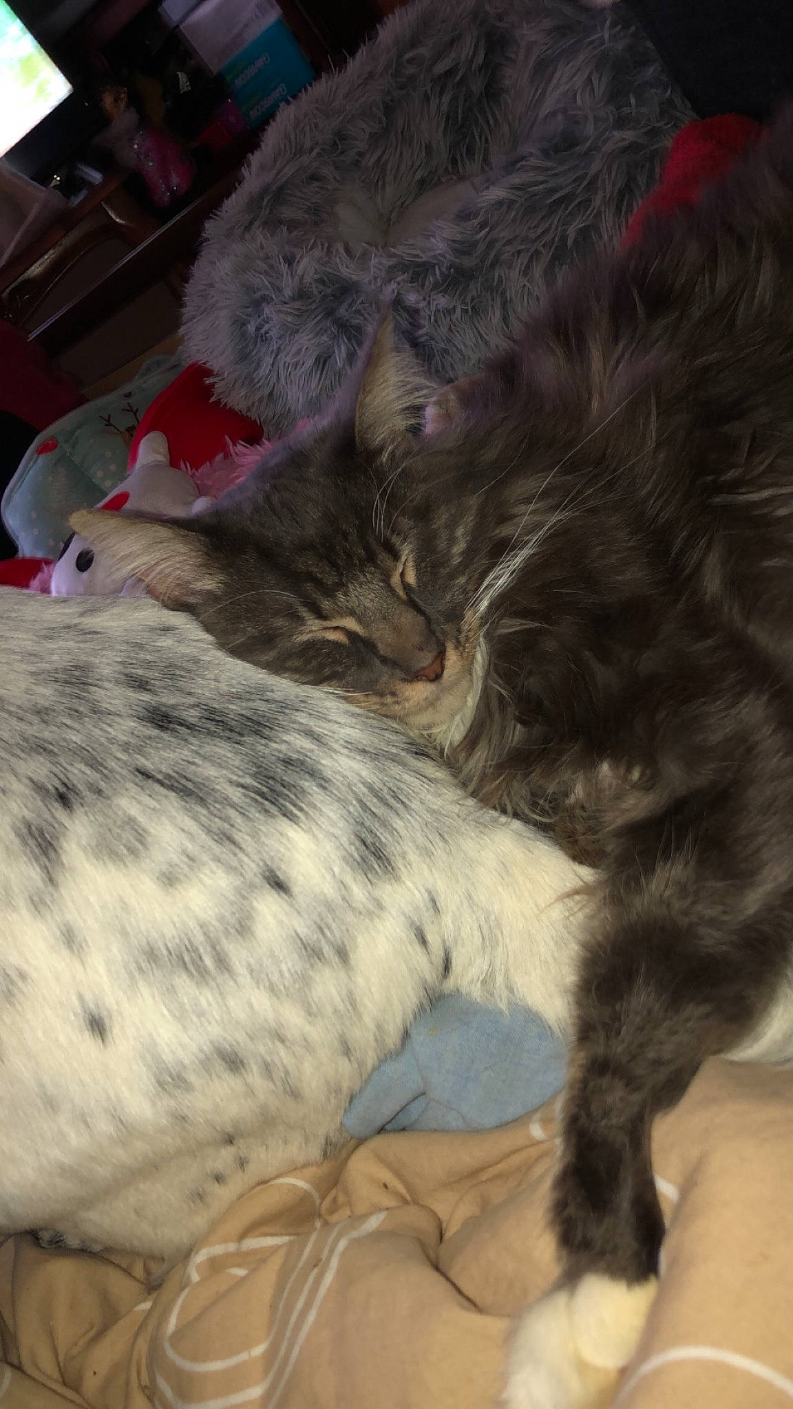 Randy a rejoint le concours — aidez-le/la à gagner de superbes lots ! carnivore, cat, claw, comfort, domestic_short_haired_cat, felidae, fur, nap, paw, sleep, small_to_medium_sized_cats, snout, tail, terrestrial_animal, whiskers