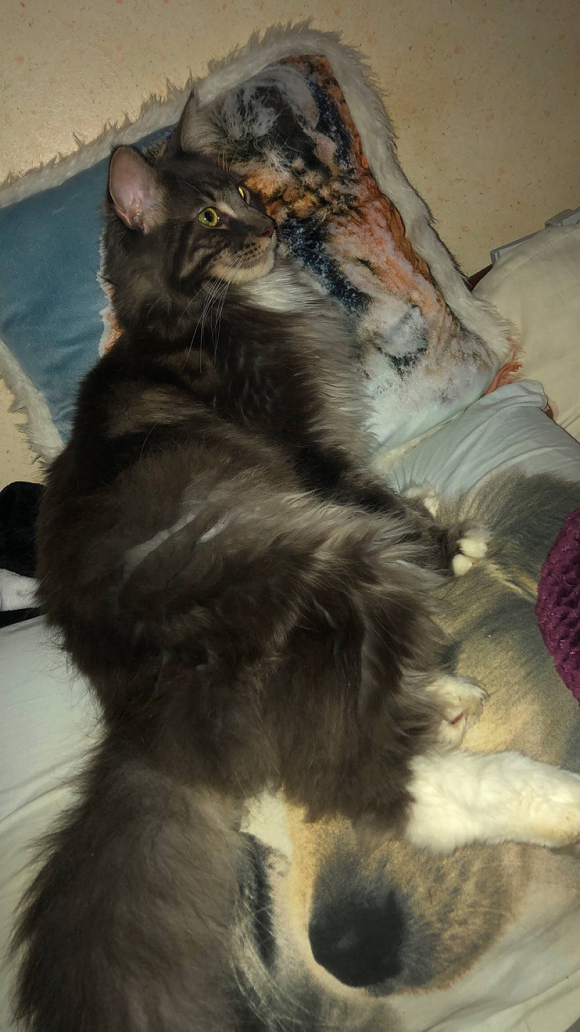 Randy participe au concours pour gagner de l'argent avec cette photo : black_cat, canidae, carnivore, cat, claw, dog_breed, domestic_short_haired_cat, fawn, felidae, fur, paw, small_to_medium_sized_cats, snout, tail, terrestrial_animal, tree, whiskers, wildlife, wood