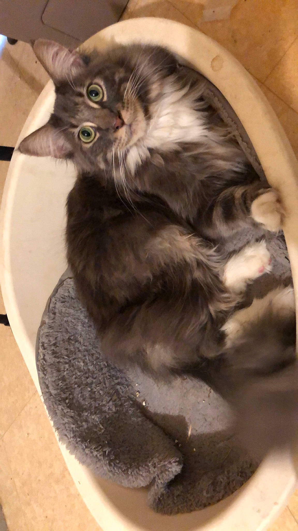 Randy a rejoint le concours — aidez-le/la à gagner de superbes lots ! black_cat, british_longhair, canidae, carnivore, cat, cat_supply, claw, comfort, domestic_short_haired_cat, fawn, felidae, flooring, fur, maine_coon, paw, small_to_medium_sized_cats, tail, terrestrial_animal, whiskers