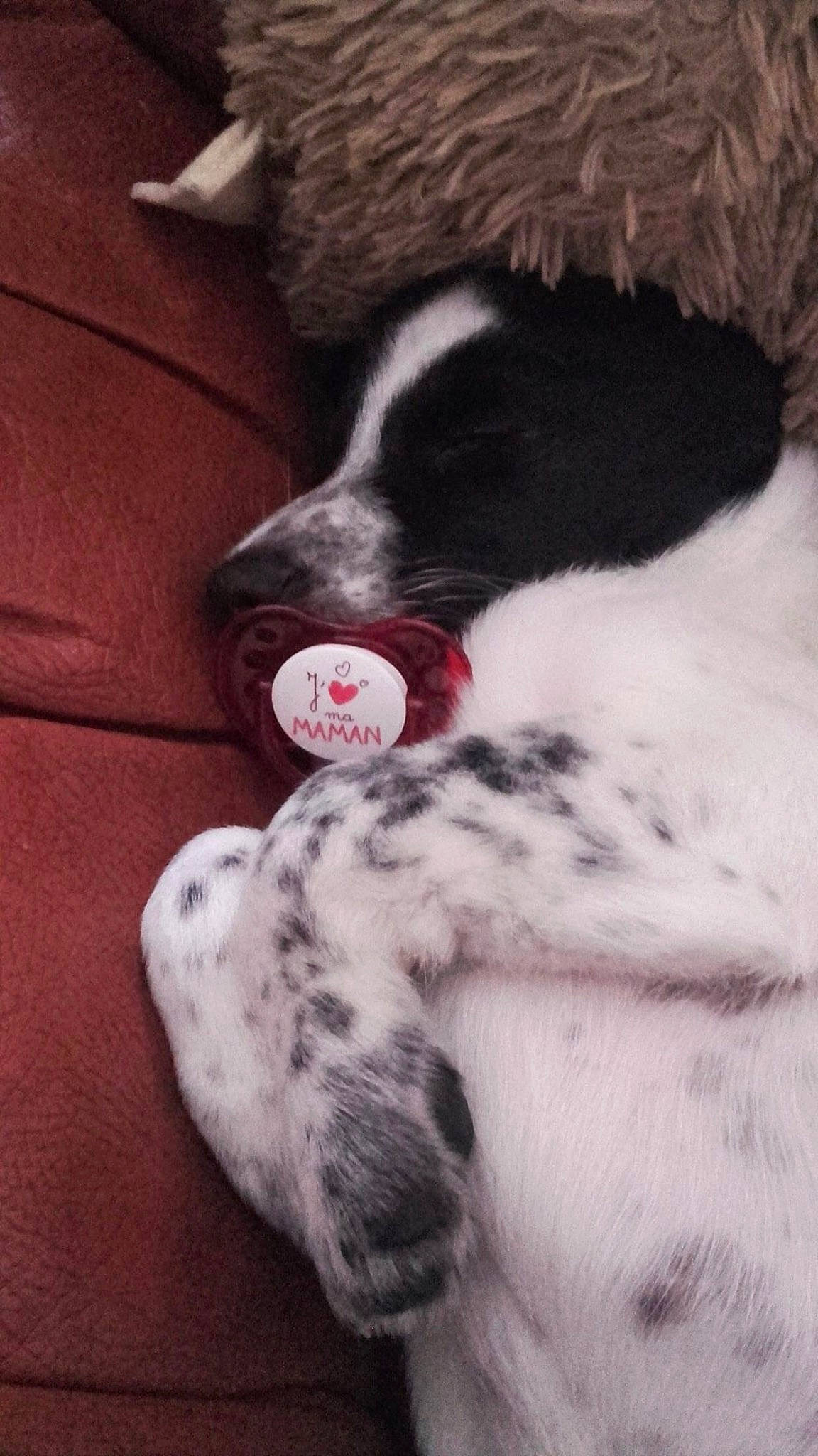 Louane a rejoint le concours — aidez-le/la à gagner de superbes lots ! canidae, carmine, carnivore, comfort, companion_dog, dalmatian, dog, dog_breed, dog_toy, fawn, fur, linens, non_sporting_group, paw, puppy_love, snout, sporting_group, toy, whiskers, working_animal