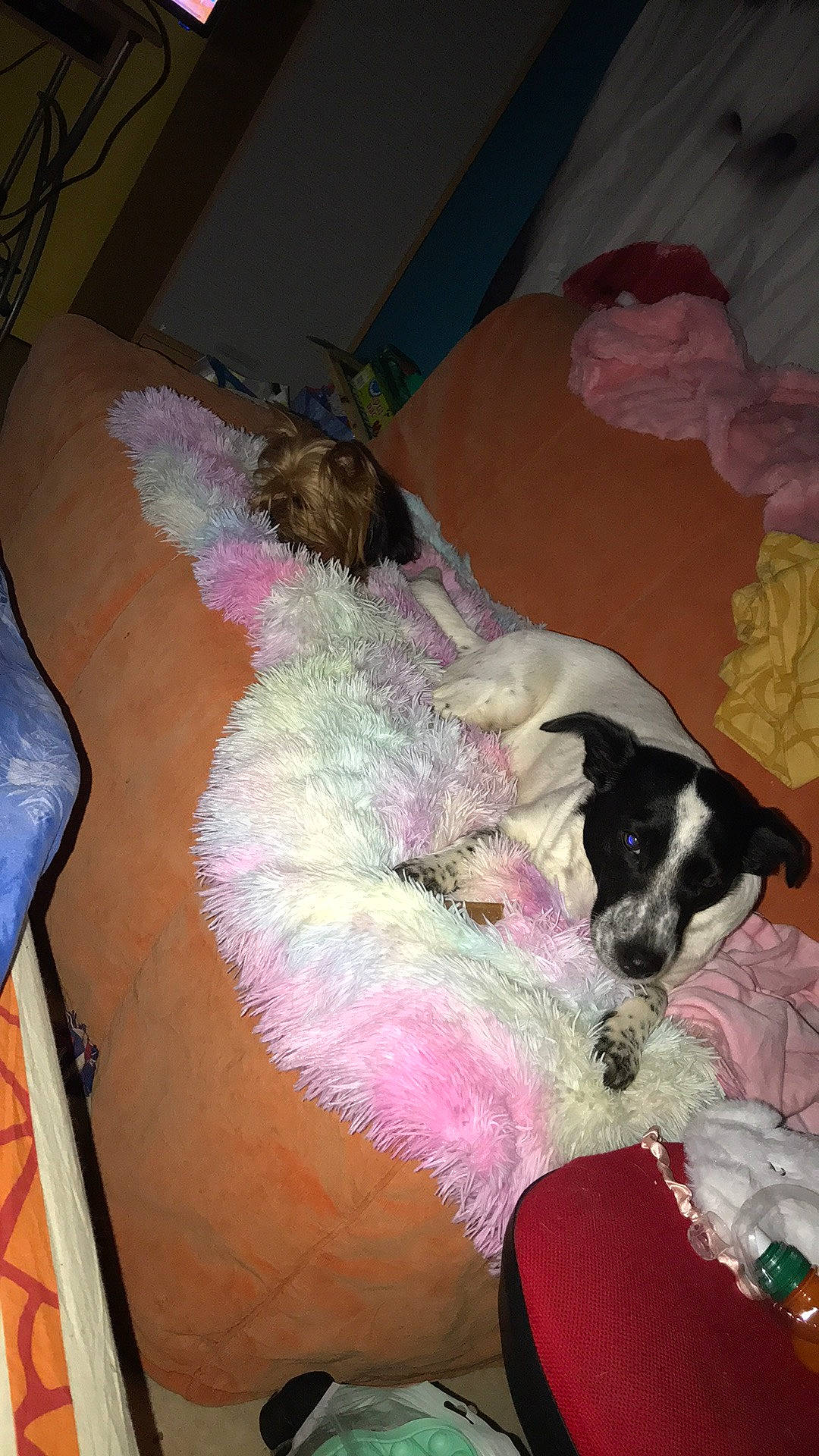 Louane participe au concours pour gagner de l'argent avec cette photo : bed, canidae, carnivore, comfort, companion_dog, couch, dog, dog_breed, dog_supply, fawn, feather, fur, linens, magenta, pink, room, sporting_group, tail, terrier, textile