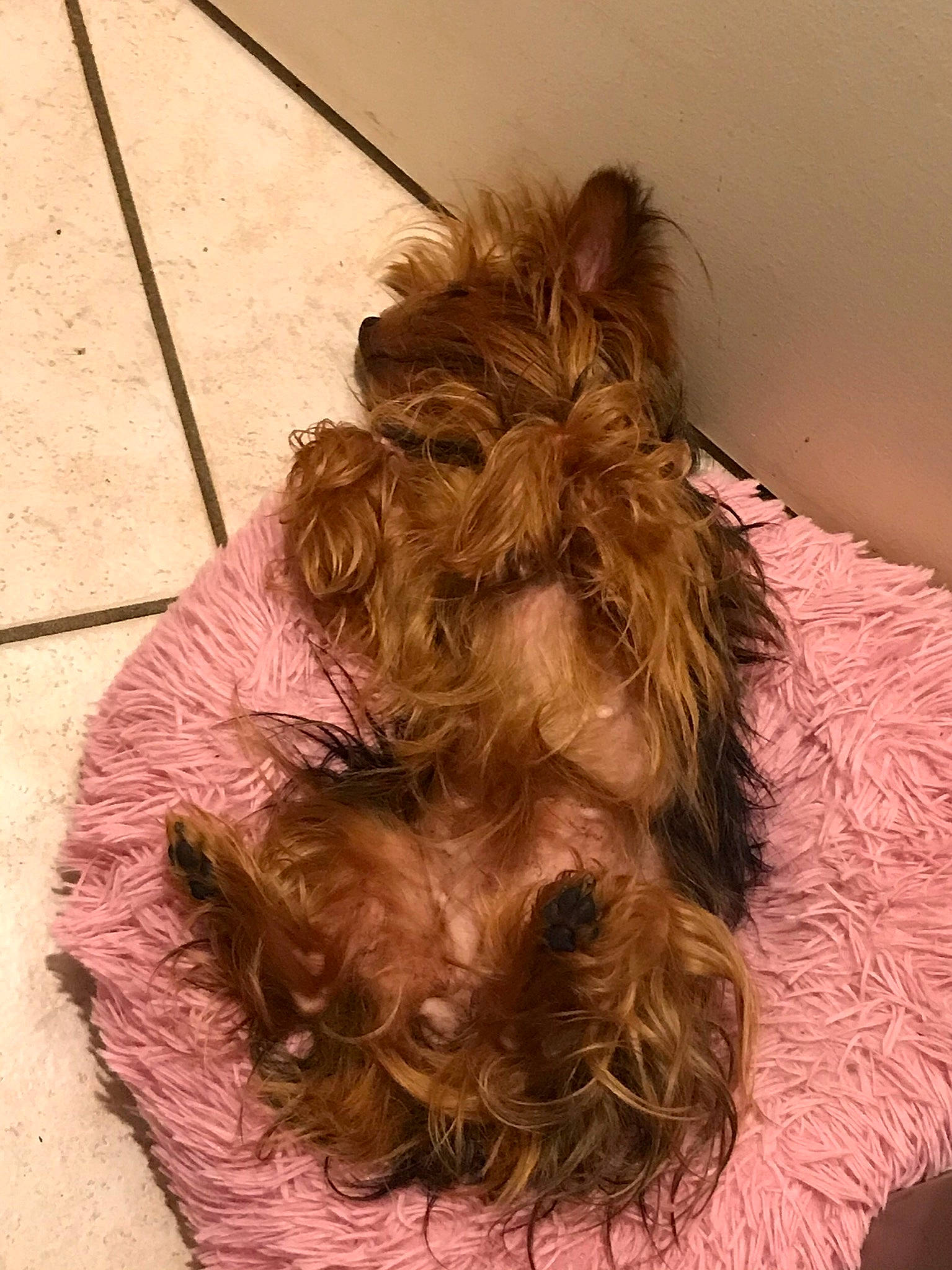 Maïna participe au concours pour gagner de l'argent avec cette photo : bun, carnivore, comfort, companion_dog, dog, dog_breed, dog_supply, facial_hair, fawn, floor, flooring, hardwood, layered_hair, liver, long_hair, snout, sporting_group, tints_and_shades, wood, working_animal