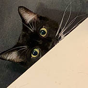 Guigui a rejoint le concours — aidez-le/la à gagner de superbes lots ! alert, animal, black_cat, cat, closeup, curious, cute, domestic_cat, face, feline, gray_background, indoor, mystery, nose, peeking, pet, playful, portrait, whiskers, wide_eyes