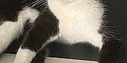 Guigui participe au concours pour gagner de l'argent avec cette photo : animal, black_and_white, cat, close_up, cute, domestic, feline, fur, indoor, lying_down, mammal, paw_pads, pet, pink_paws, relaxed, resting, sleepy, tabby, tuxedo_cat, whiskers