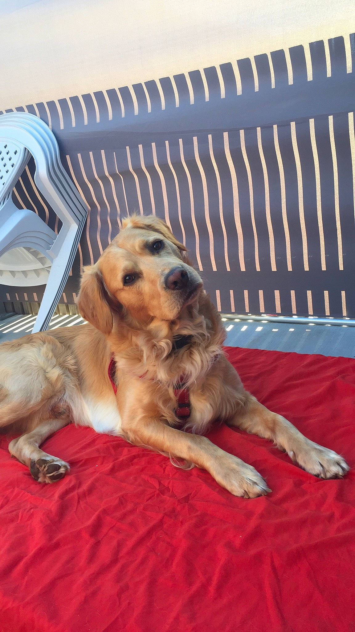 Modjo participe au concours pour gagner de l'argent avec cette photo : border_terrier, canidae, carnivore, cocker_spaniel, companion_dog, dog, dog_breed, fawn, mammal, paw, puppy, snout, spaniel, sporting_group