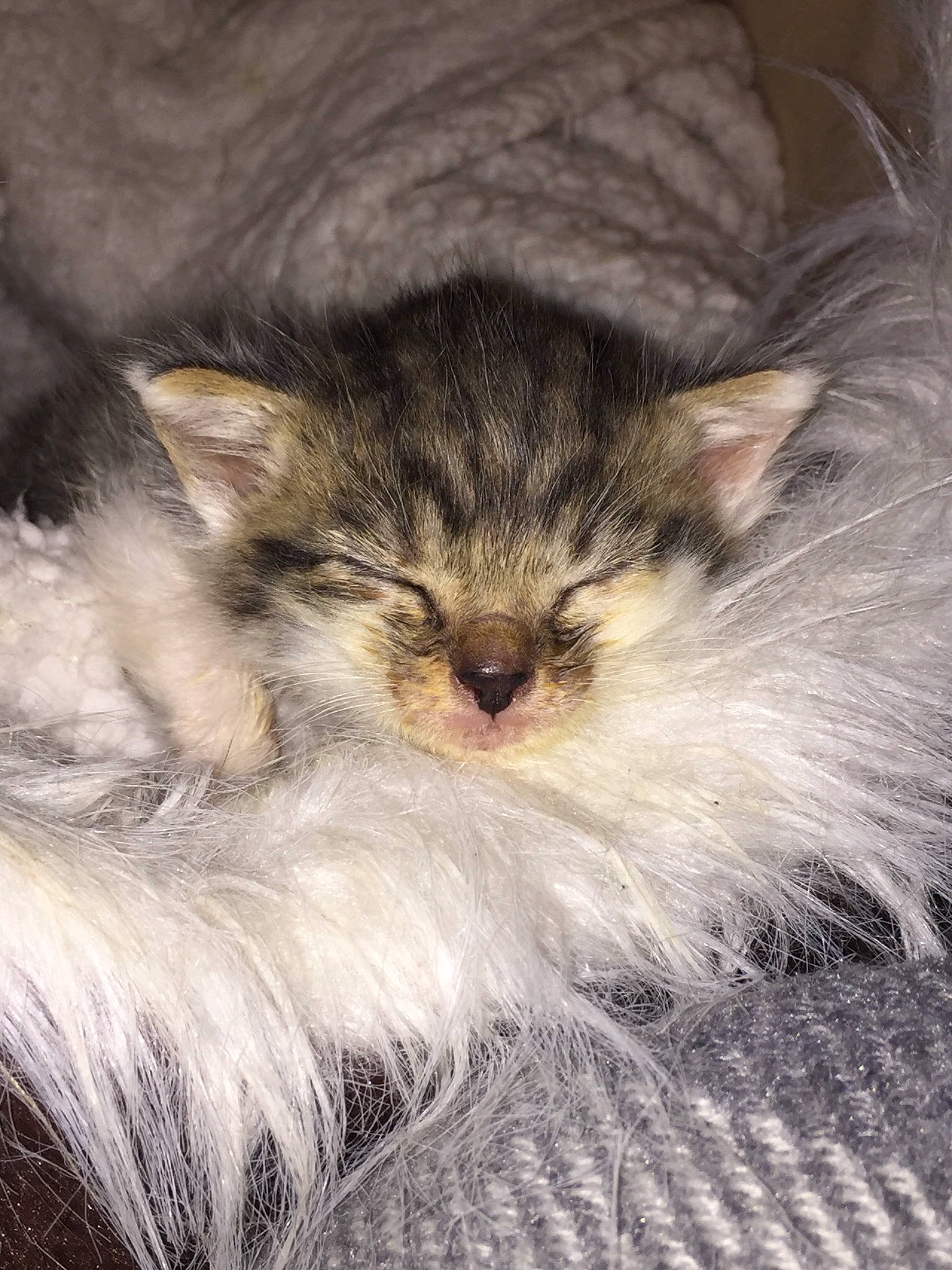 Roxy a rejoint le concours — aidez-le/la à gagner de superbes lots ! asian, asian_semi_longhair, british_semi_longhair, carnivore, cat, domestic_long_haired_cat, felidae, fur, kitten, maine_coon, mammal, norwegian_forest_cat, pixie_bob, siberian, small_to_medium_sized_cats, vertebrate, whiskers