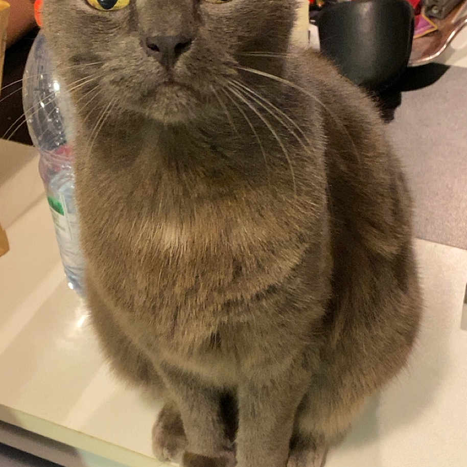 Flufy participe au concours pour gagner de l'argent avec cette photo : animal, black_object, cat, close_up, cluttered_background, container, curious, domestic, feline, focus, fur, gray_cat, household, indoor, pet, sitting, table, water_bottle, whiskers, yellow_eyes