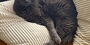 Flufy participe au concours pour gagner de l'argent avec cette photo : animal, blanket, cat, comfort, cozy, cushion, domestic_animal, feline, fur, gray_cat, home, indoor, nap, pet, pillow, relaxation, resting, sleepy, soft_texture, yellow_blanket