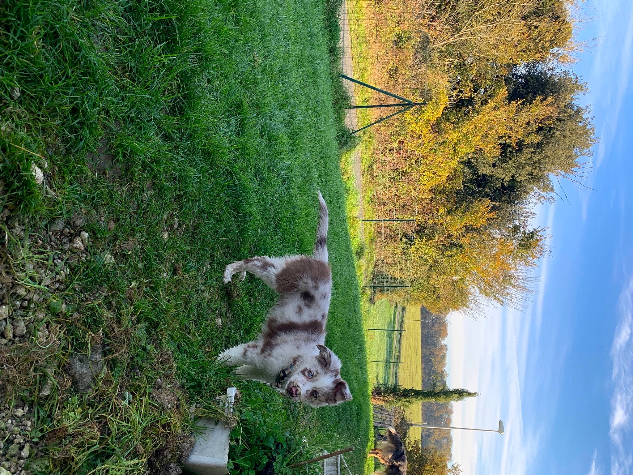 Riù participe au concours pour gagner de l'argent avec cette photo : art, biome, cloud, grass, grass_family, grassland, groundcover, landscape, natural_landscape, nature_reserve, pasture, plant, pole, shrub, sky, tail, tree, trunk, vegetation, wood