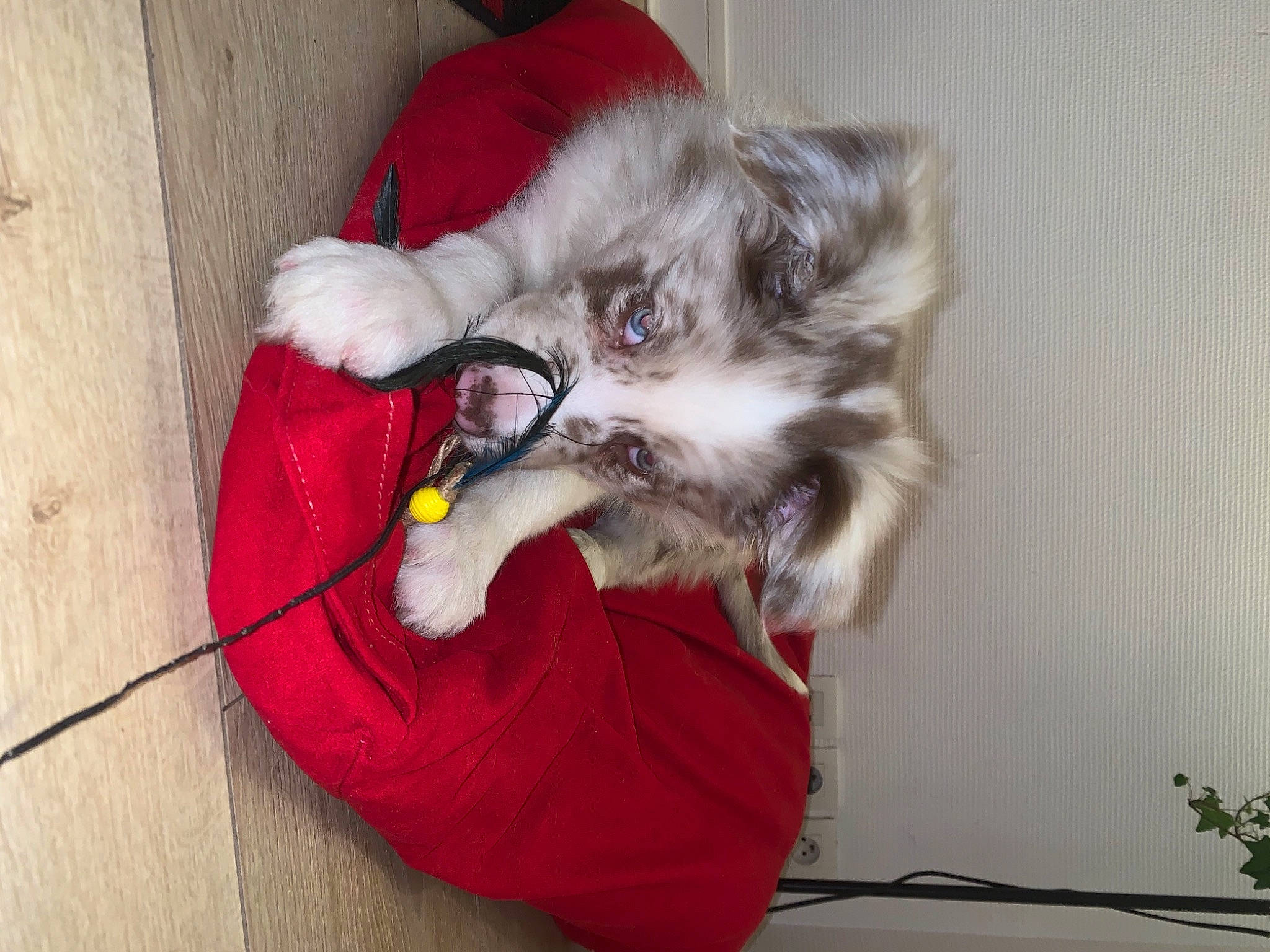 Riù a rejoint le concours — aidez-le/la à gagner de superbes lots ! canidae, carnivore, cat_toy, claw, comfort, companion_dog, dog, dog_breed, dog_supply, fawn, felidae, foot, fur, paw, plant, small_to_medium_sized_cats, snout, sporting_group, tail, whiskers