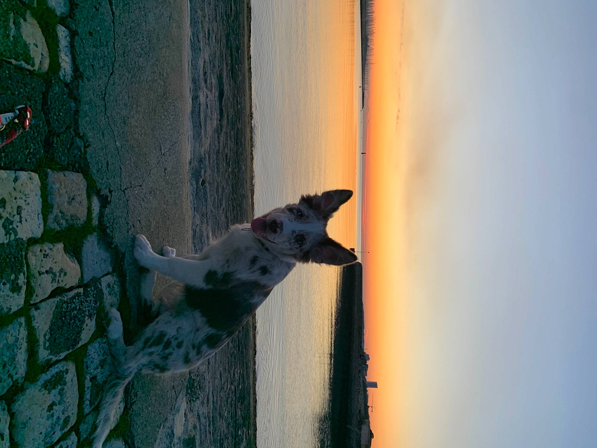 Riù a rejoint le concours — aidez-le/la à gagner de superbes lots ! azure, beach, beauty, body_of_water, door, door_handle, evening, horizon, lake, line, reflection, road_surface, shadow, sky, sunrise, sunset, tail, tints_and_shades, water, wood