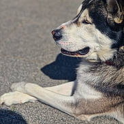 Vasco participe au concours pour gagner de l'argent avec cette photo : dog, husky, siberian_husky, canine, pet, animal, black_and_white, lying_down, relaxed, sleeping, outdoors, sunlight, shadow, concrete, paws, fur, collar, profile, close_up, portrait