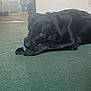 dog, black_dog, pet, chew_toy, ball, carpet, indoor, lying_down, paws, eyes, playful, animal, muzzle, nose, close_up, living_room, wall_outlet, floor, furniture, gaze