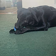 Bear is registered to the contest to win money with this photo: dog, black_dog, pet, chew_toy, ball, carpet, indoor, lying_down, paws, eyes, playful, animal, muzzle, nose, close_up, living_room, wall_outlet, floor, furniture, gaze