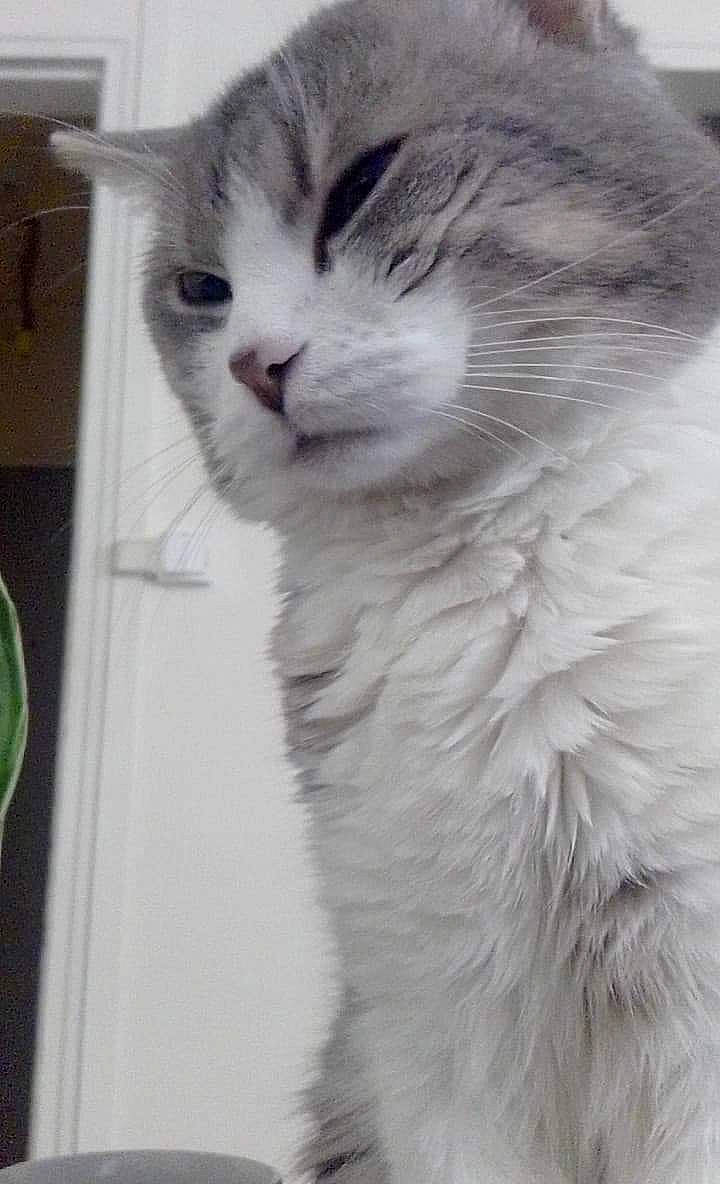 Lucky participe au concours pour gagner de l'argent avec cette photo : british_longhair, british_semi_longhair, carnivore, cat, domestic_long_haired_cat, domestic_short_haired_cat, felidae, kitten, mammal, norwegian_forest_cat, ragamuffin, siberian, small_to_medium_sized_cats, snout, whiskers