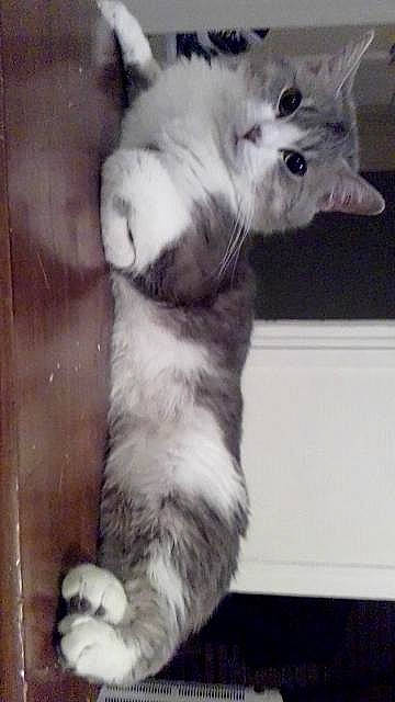 Lucky a rejoint le concours — aidez-le/la à gagner de superbes lots ! american_curl, black_and_white, carnivore, cat, domestic_short_haired_cat, ear, european_shorthair, felidae, fur, kitten, mammal, norwegian_forest_cat, paw, polydactyl_cat, small_to_medium_sized_cats, tabby_cat, tail, turkish_angora, whiskers