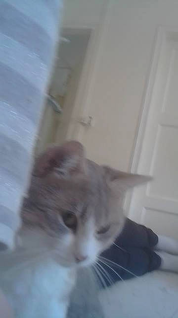 Lucky participe au concours pour gagner de l'argent avec cette photo : aegean_cat, carnivore, cat, domestic_short_haired_cat, european_shorthair, eye, fawn, felidae, fur, kitten, munchkin, norwegian_forest_cat, nose, ojos_azules, persian, polydactyl_cat, skin, small_to_medium_sized_cats, turkish_van, whiskers