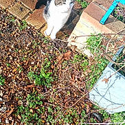 Vorace participe au concours pour gagner de l'argent avec cette photo : cat, brick_path, gravel, green_plants, outdoor, sunlight, blue_chair, pet, animal, nature, shadows, daylight, curious_cat, small_plants, garden, white_and_gray_cat, ground, texture, vegetation, relaxing