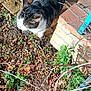 cat, tabby, outdoor, garden, brick_path, sunlight, greenery, plants, leaves, curious, animal, pet, nature, daylight, walking, feline, whiskers, fur, ground, shadow
