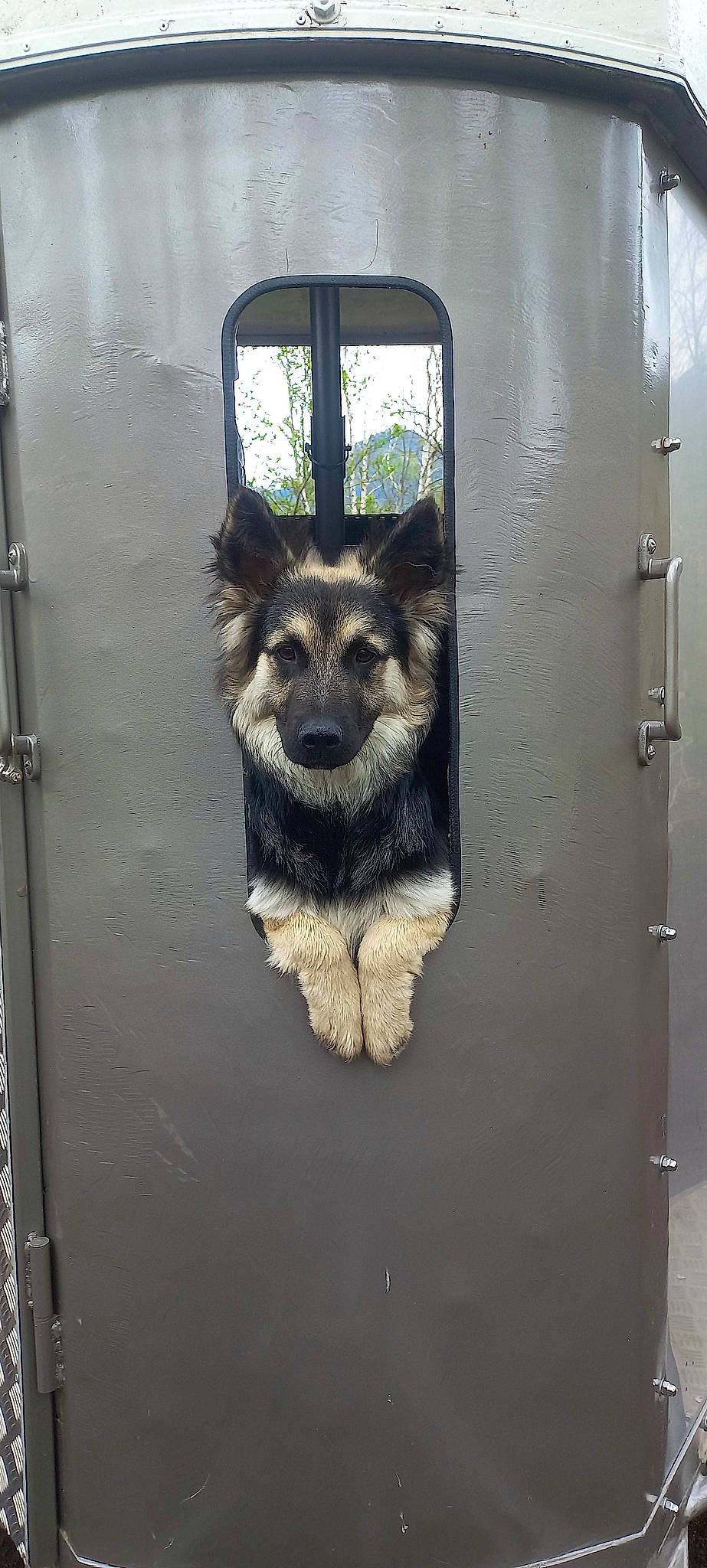 Texas a rejoint le concours — aidez-le/la à gagner de superbes lots ! art, automotive_tire, canidae, carnivore, companion_dog, dog, dog_breed, door, fixture, gas, glass, grey, home_door, metal, motor_vehicle, snout, sporting_group, window, wood, working_animal