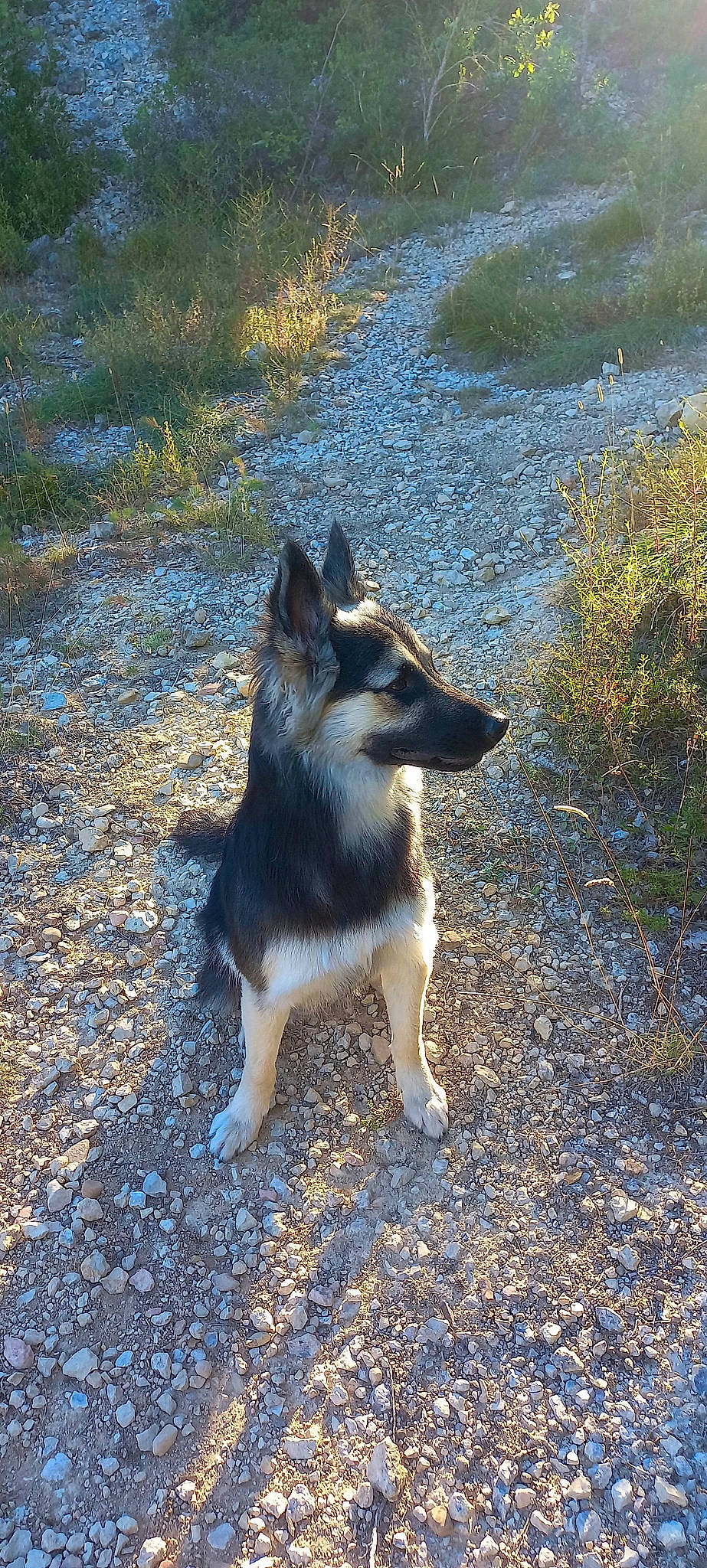 Texas participe au concours pour gagner de l'argent avec cette photo : canis, carnivore, companion_dog, dog, dog_breed, grass, herding_dog, plant, road_surface, shadow, sporting_group, tail, terrestrial_animal, working_dog