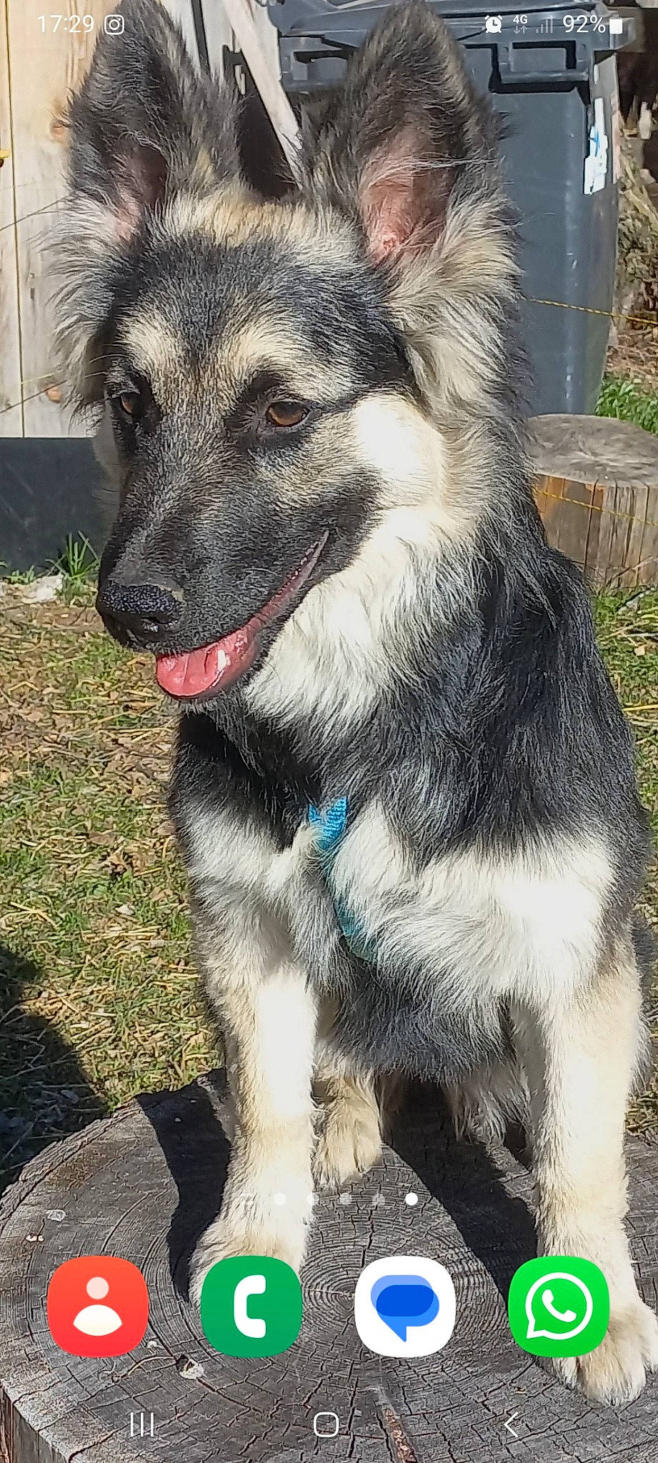 Texas participe au concours pour gagner de l'argent avec cette photo : canidae, carnivore, collar, companion_dog, dog, dog_breed, dog_collar, eye, fur, grass, head, jaw, leash, old_german_shepherd_dog, pet_supply, plant, snout, sporting_group, whiskers, working_animal