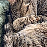 cat, tabby, sleeping, pet, animal, furry, whiskers, paws, closed_eyes, cozy, blanket, cuddling, indoors, portrait, closeup, relaxed, peaceful, striped_fur, cute, nap