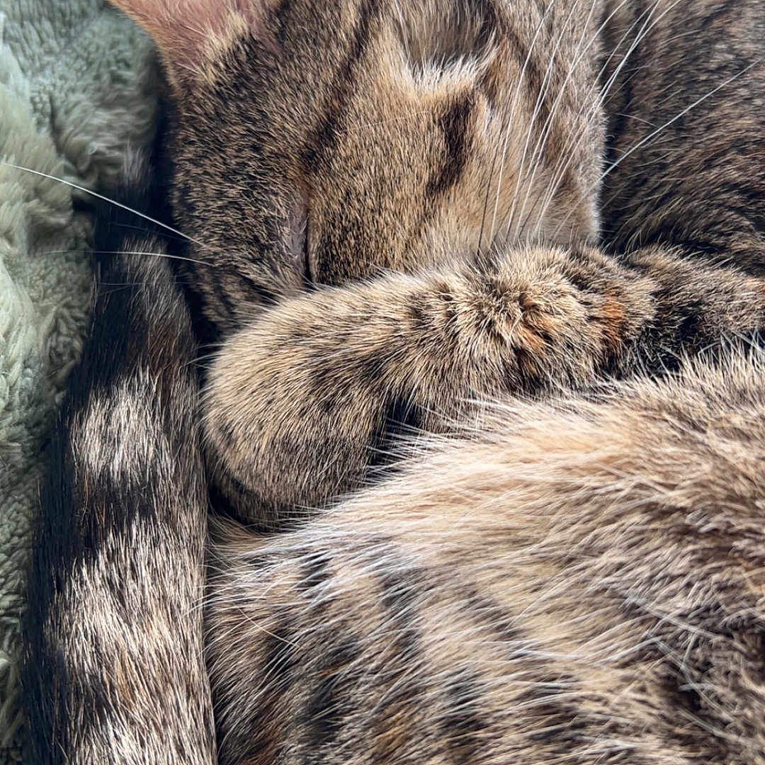 Mimi