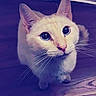 Vodka  a rejoint le concours — aidez-le/la à gagner de superbes lots ! aegean_cat, carnivoran, cat, cat_like_mammal, close_up, colorpoint_shorthair, domestic_short_haired_cat, eye, khao_manee, kitten, nose, small_to_medium_sized_cats, snout, turkish_van, whiskers