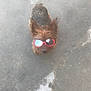 dog, sunglasses, pet, outdoor, concrete, small_dog, cool, red, wearing, standing, animal, canine, fur, brown, casual, looking_up, shady, sun_protection, cute, accessory