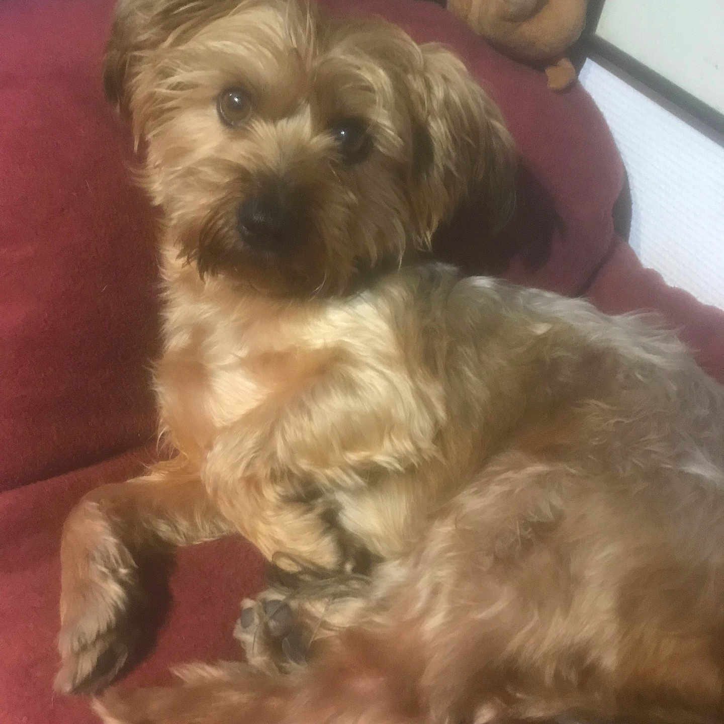 Chopard participe au concours pour gagner de l'argent avec cette photo : animal, basket, brown, canine, companion, couch, cozy, cute, dog, fluffy, fur, furniture, home, indoor, looking, pet, plush_toy, portrait, relaxed, resting