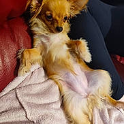 Razemoket a rejoint le concours — aidez-le/la à gagner de superbes lots ! dog, small_dog, fluffy, relaxed, lounging, blanket, red_couch, fur, ears, pet, indoor, cozy, resting, cute, animal, companion, domestic_animal, portrait, sitting, paw