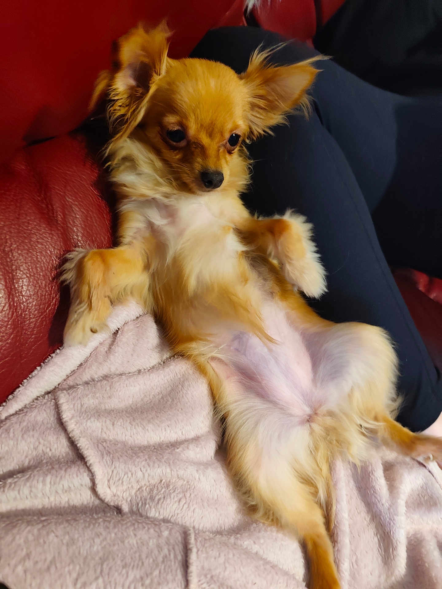 Razemoket a rejoint le concours — aidez-le/la à gagner de superbes lots ! dog, small_dog, fluffy, relaxed, lounging, blanket, red_couch, fur, ears, pet, indoor, cozy, resting, cute, animal, companion, domestic_animal, portrait, sitting, paw