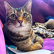 Star is registered to the contest to win money with this photo: cat, tabby, animal, pet, indoor, couch, blanket, book, fur, whiskers, ears, eyes, relaxed, cozy, feline, domestic, closeup, curious, resting, living_room