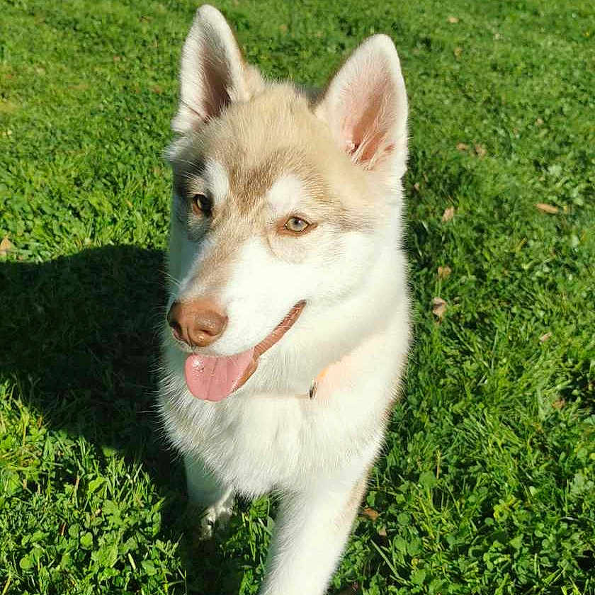 Sibérie a rejoint le concours — aidez-le/la à gagner de superbes lots ! animal, canine, dog, field, grass, grassland, green, herbal, husky, lawn, nature, outdoors, park, pet, plant, puppy, tree, vegetation, whitedog, yard