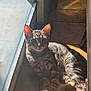 Simba participe au concours pour gagner de l'argent avec cette photo : animal, cat, curious, cute, domestic, ears, feline, floor, glass_door, indoor, pet, relaxed, resting, shadows, sunlight, tabby, tile, whiskers, window, young