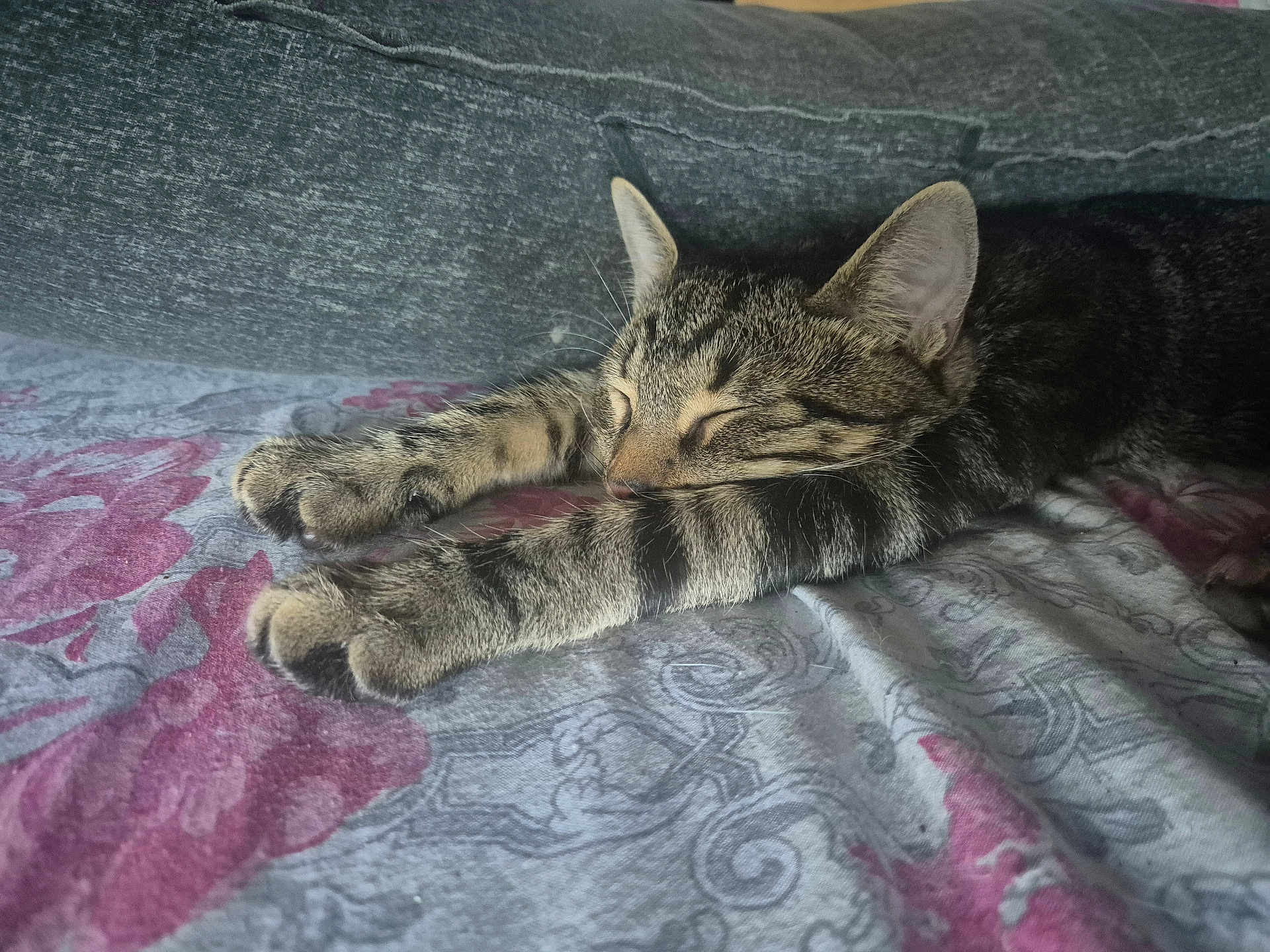 Simba