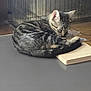 animal, cage, cat, curled_up, ears, feline, floor, fur, gray_surface, home, indoor, peaceful, pet, quiet, resting, sleeping, tabby, tail, whiskers, wooden_board