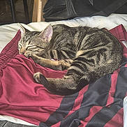 Simba a rejoint le concours — aidez-le/la à gagner de superbes lots ! animal, bed, cat, closeup, cozy, cute, domestic_animal, fabric, feline, fur, indoor, nap, pet, relaxed, resting, shorts, sleeping, striped, tabby, whiskers