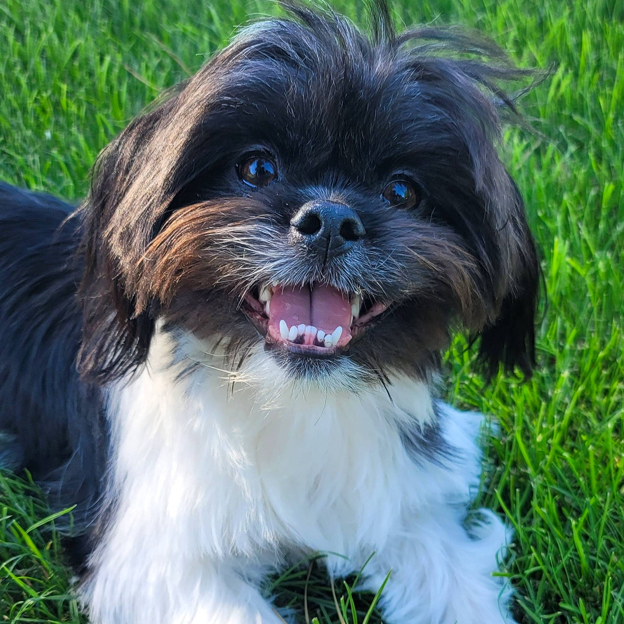 Luke joined the competition — help win amazing prizes! biting, canidae, carnivore, close_up, companion_dog, dog, dog_breed, drooling, fur, grass, liver, maltepoo, non_sporting_group, plant, shih_tzu, snout, sporting_group, terrestrial_animal, toy_dog, working_animal