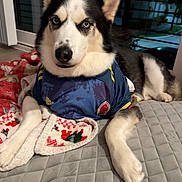 Kaiser is registered to the contest to win money with this photo: dog, husky, pet, blue_eyes, sports_jersey, blanket, indoor, quilted_bedspread, resting, fur, portrait, canine, animal, paw, face, ears, looking, cozy, home, relaxed