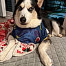 dog, husky, pet, blue_eyes, sports_jersey, blanket, indoor, quilted_bedspread, resting, fur, portrait, canine, animal, paw, face, ears, looking, cozy, home, relaxed