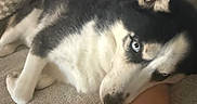 Kaiser is registered to the contest to win money with this photo: dog, husky, blue_eyes, couch, sofa, pillow, resting, indoor, pet, animal, fur, black_and_white, cozy, leg, relaxed, comfort, home, companion, close_up, cute