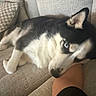 dog, husky, blue_eyes, couch, sofa, pillow, resting, indoor, pet, animal, fur, black_and_white, cozy, leg, relaxed, comfort, home, companion, close_up, cute