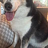 Kaiser is registered to the contest to win money with this photo: dog, husky, blue_eyes, tongue_out, indoor, couch, pet, animal, fur, sitting, happy, canine, companion, house, living_room, furniture, cozy, portrait, close_up, domestic